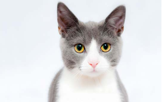 猫为什么好奇心强烈？原因有这几种