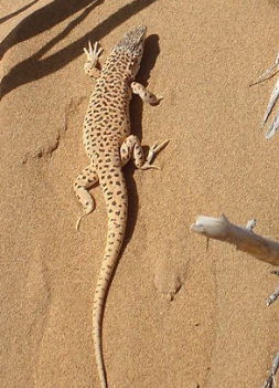 关于沙漠鬣蜥的科普小知识，快来了解一下吧！3