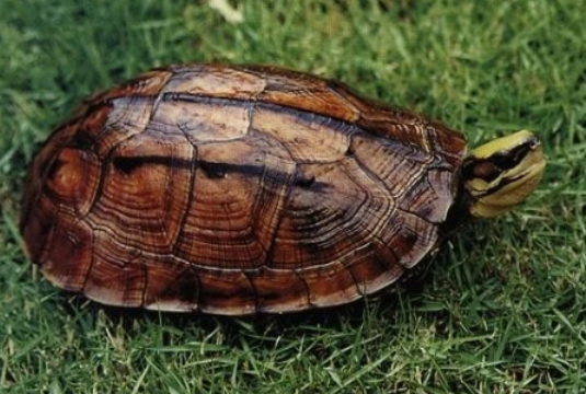 三线闭壳龟是保护动物吗？我来告诉你！