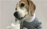 狗狗长期喂羊奶粉好吗？羊奶究竟有什么功效？