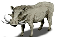已经灭绝的猪种——巨疣猪