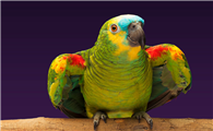 黄翼蓝顶亚马逊鹦鹉多少钱一只？主人：不贵，也就这么多