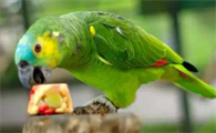 青绿顶亚马逊鹦鹉说话能力怎么样？一文教会你！