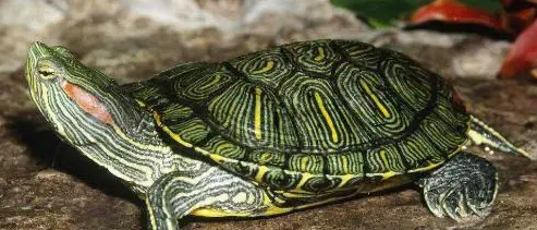 巴西龟不冬眠有影响吗？来看看吧