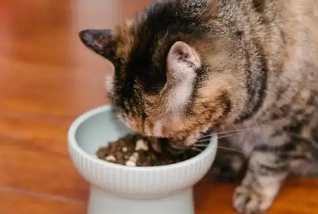 同款猫粮不能吃一辈子！多久换一次牌子合适呢？