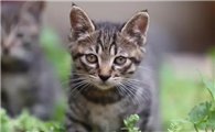 养猫经验：猫耳螨用什么药治疗的最彻底