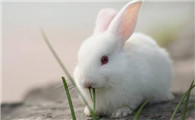 兔子吃什么兔粮好 兔粮具有诸多优点