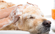狗狗身体最容易藏污垢的地方，洗澡应该重点清洗