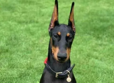 杜宾犬和大丹犬有何区别？别再傻傻分不清啦！