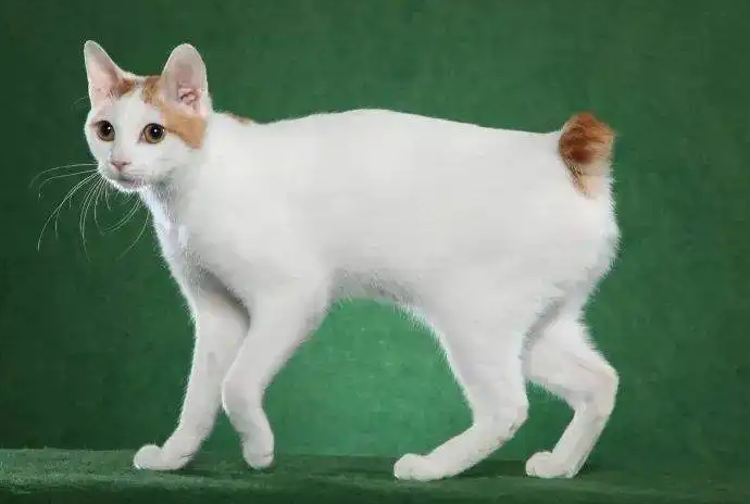 日本短尾猫会掉毛吗？掉毛严重怎么办？