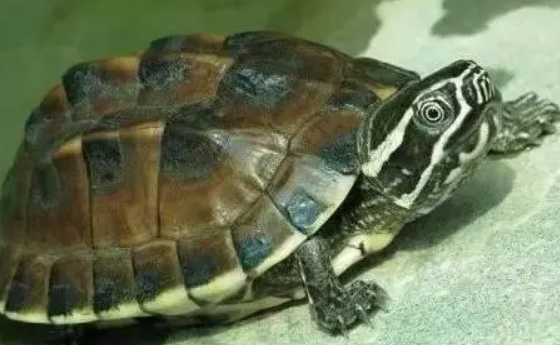 马来食螺龟是保护动物吗？看这篇科普文章