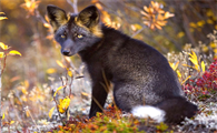 美丽的阿拉斯加银黑狐如何饲养？一文带你快速入门！