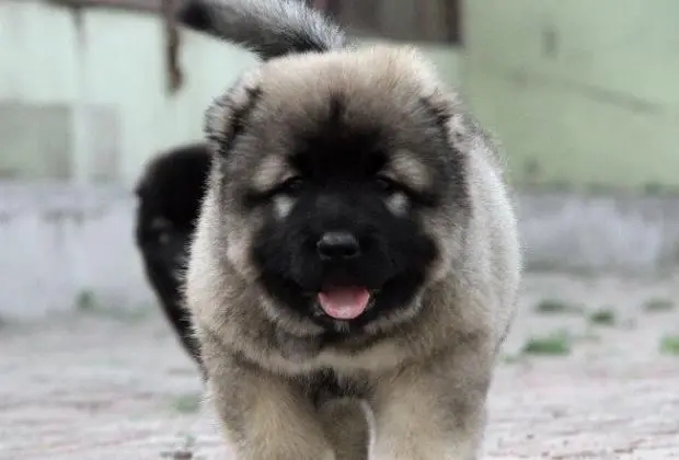 什么样的人养高加索犬比较好？感兴趣的可以看看~.jpg