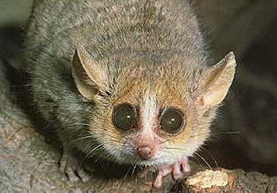 带你认识体型最小的灵长目动物——毛耳鼠狐猴