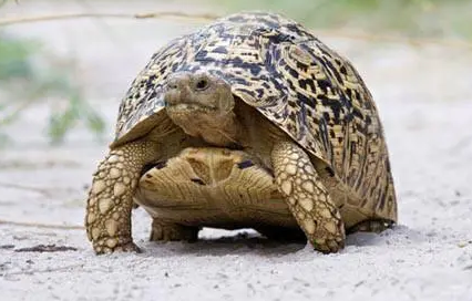 豹斑象陆龟多少钱一只？龟友可以瞧瞧~