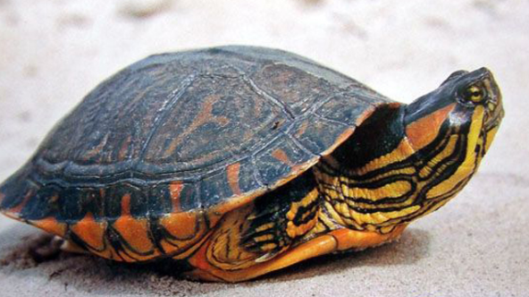 一文带你了解，斑彩龟属于保护动物吗？