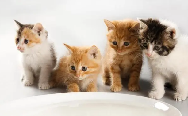 小猫咪多大可以洗澡，新手猫爸猫妈的洗澡全攻略