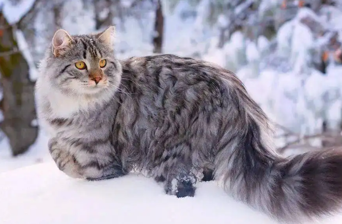 训练西伯利亚猫装死的方法是什么？不知道的来看一下吧~