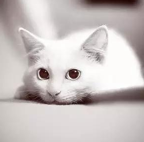 今日话题：12个星座最适合养的猫是什么？