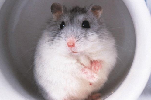 饲养仓鼠的注意事项有哪些？这篇文章给你答案！