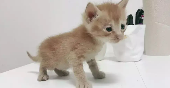 今日科普：幼猫多久会走路？