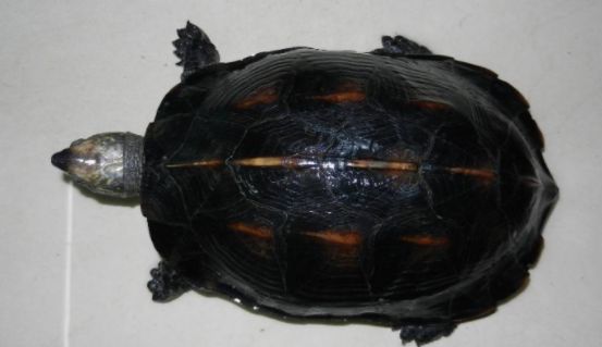 为你解答：缅甸黑山龟是保护动物吗？