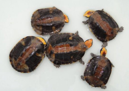 红头扁龟是国家保护动物吗？怎么养呢？