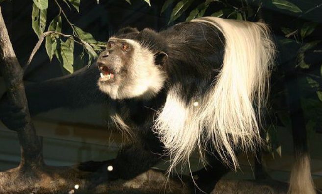 东非黑白疣猴的美若有十分，七分归于毛笔形尾巴