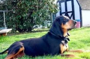 怎样训练黑褐猎浣熊犬躺下？掌握这些要领就很轻松！