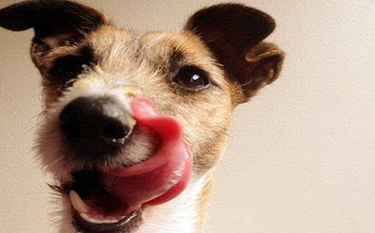 狗狗不停舔舌头，可能是因为这个