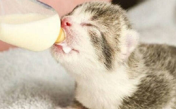 养宠经验：幼猫喝什么奶粉