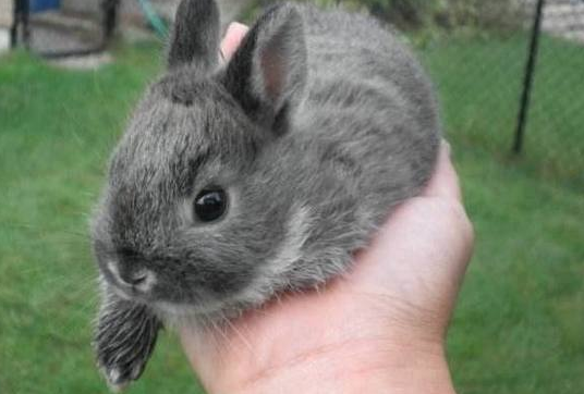 荷兰侏儒兔能长多大 ，想了解可以看看此文~