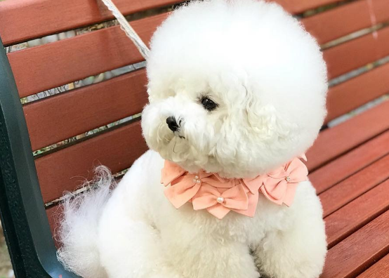 训练比熊犬叼东西，比想象中要简单
