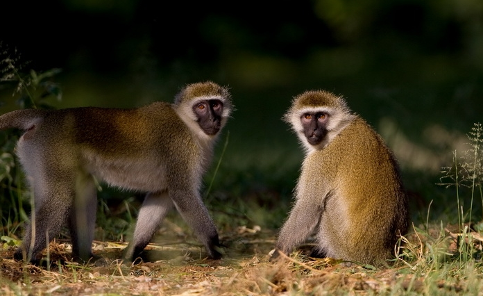 生活在肯尼亚的冠毛白眉猴，你了解多少呢？