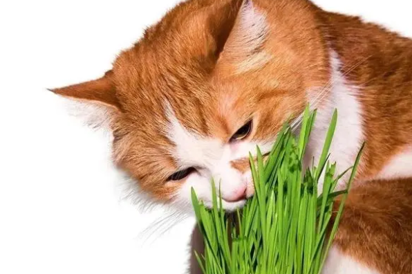 猫咪有必要吃猫草吗？