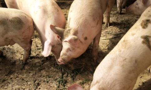 复合维生素B注射液，在养猪中的妙用，你知道吗？