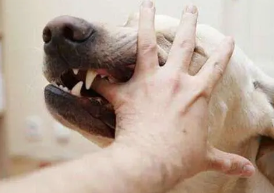 狂犬病的狗有什么症状，你们都知道吗？