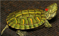 南美彩龟和巴西龟的区别有哪些？快来看