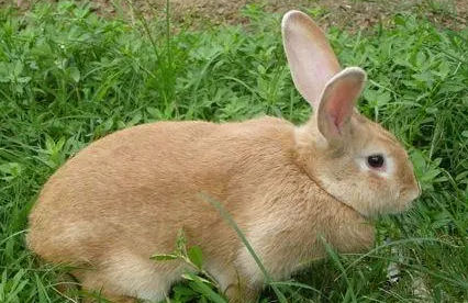 豫丰黄兔能活多久？寿命多少年？