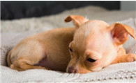 兽医提醒：这7个症状，说明狗狗身体有虫！