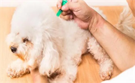 狗身体里的蛔虫多久能清干净？驱虫有疗程！