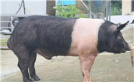 肌肉发达的汉普夏猪，有人知道吗？