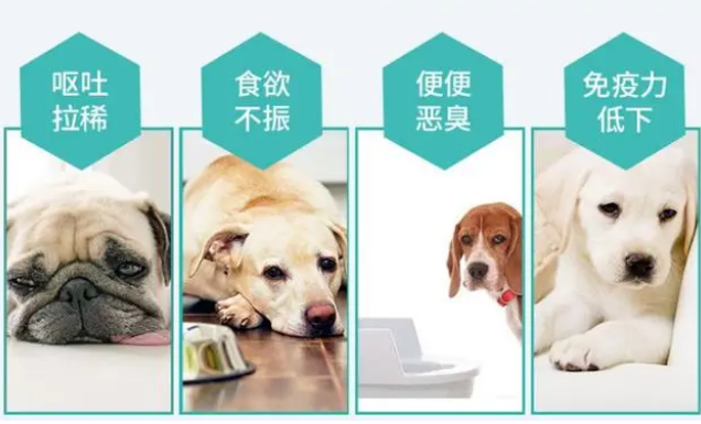 犬猫在什么情况吃益生菌呢？4大方面详解益生菌！