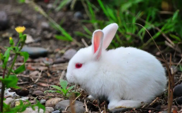 哈尔滨大白兔怎么繁殖？答案就在这里！