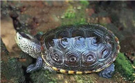 关于德州锦钻纹龟，你了解多少？