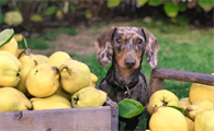 狗子可以吃梨子吗？可以的！