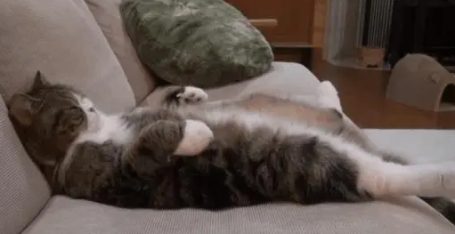 猫咪喜欢睡猫窝？其实，在这三个地方睡觉，才是猫咪的最爱！