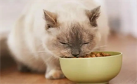 吃猫粮和吃饭的猫有什么区别？一起来看看