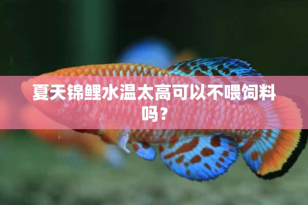 夏天锦鲤水温太高可以不喂饲料吗？