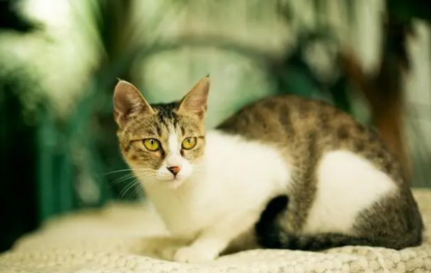 夏季需要频繁给猫咪洗澡吗？别好心害了它！